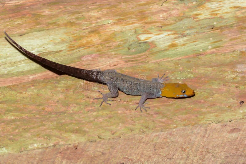 hövdad yellow för gecko arkivbilder hövdad yellow för gecko arkivbilder