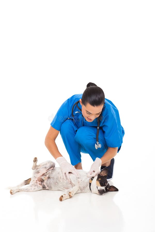 Tierärztlicher überprüfenhund stockbild Tierärztlicher überprüfenhund stockbild