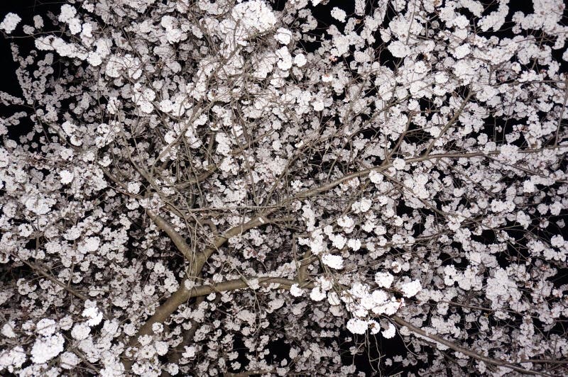 Hübscher Cherry Blossom Tree nachts lizenzfreies stockfoto Hübscher Cherry Blossom Tree nachts lizenzfreies stockfoto