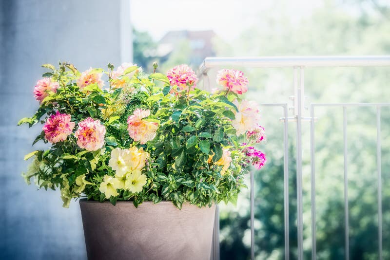 Hübscher Patiotopf mit Blumengestecken: Rosen, Petunien und Verbeneblumen auf Balkon oder Terrasse