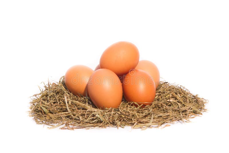 Hühnereien in einem Nest auf weißem Hintergrund lizenzfreies stockbild