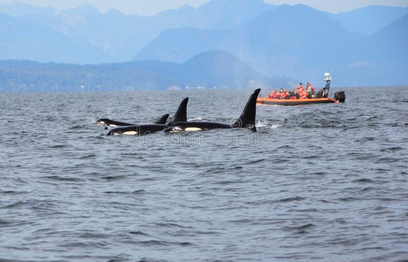 Hülse von Residentschwertwalen der Küste nahe Sechelt, BC lizenzfreie stockfotos Hülse von Residentschwertwalen der Küste nahe Sechelt, BC lizenzfreie stockfotos