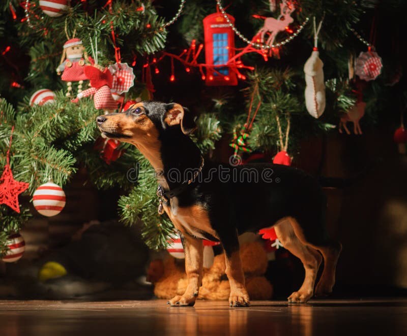 Mixed-Breed dog under Christmas spruce tree. Mixed-Breed dog under Christmas spruce tree