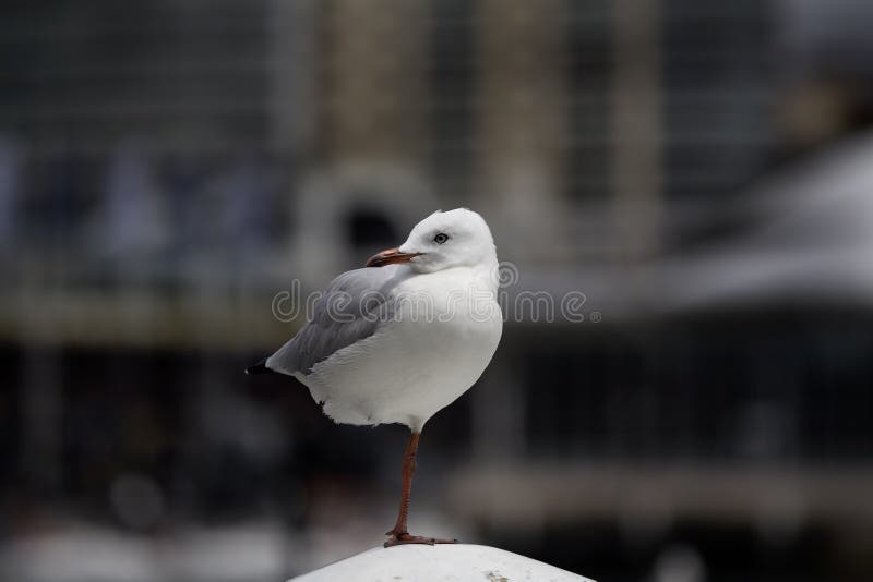 I Australien dansar fågeln som poserar på linsen, på en enkel fot royaltyfri foto I Australien dansar fågeln som poserar på linsen, på en enkel fot royaltyfri foto