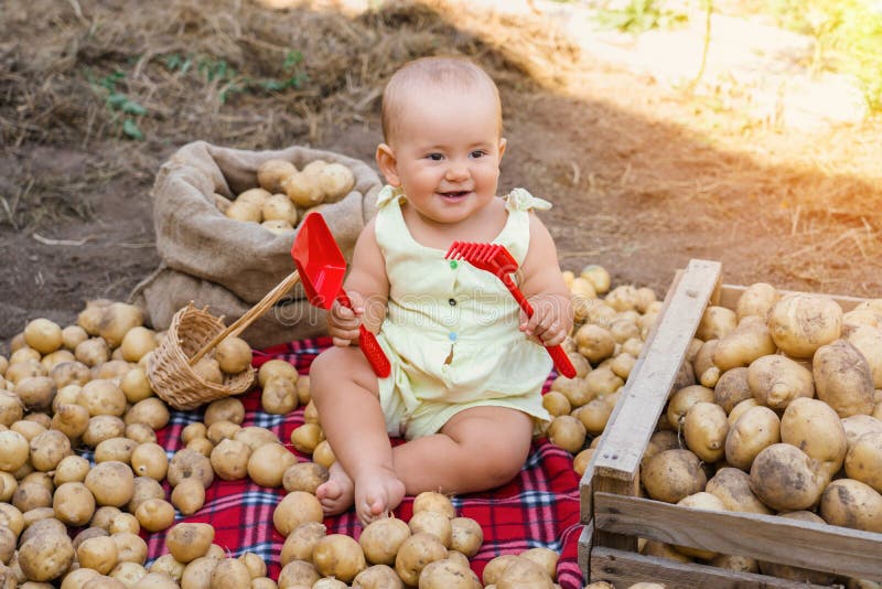 I bambini giocano con una pala giocattolo e rastrellano tra le patate appena raccolte. un felice neonato in una famiglia di contad fotografia stock