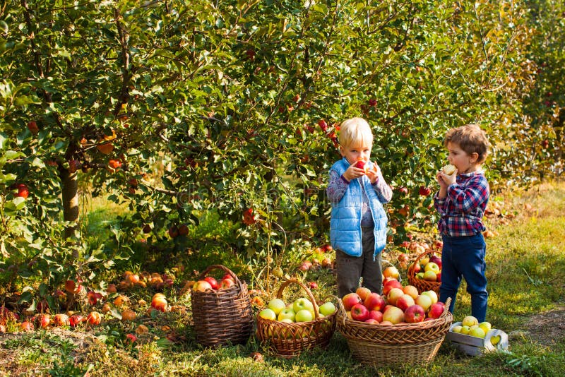 Pretty kids eat ripe apple fruits while picking them from a full baskets at fall harvest. Autmn outdoor fun for children. Pretty kids eat ripe apple fruits while picking them from a full baskets at fall harvest. Autmn outdoor fun for children