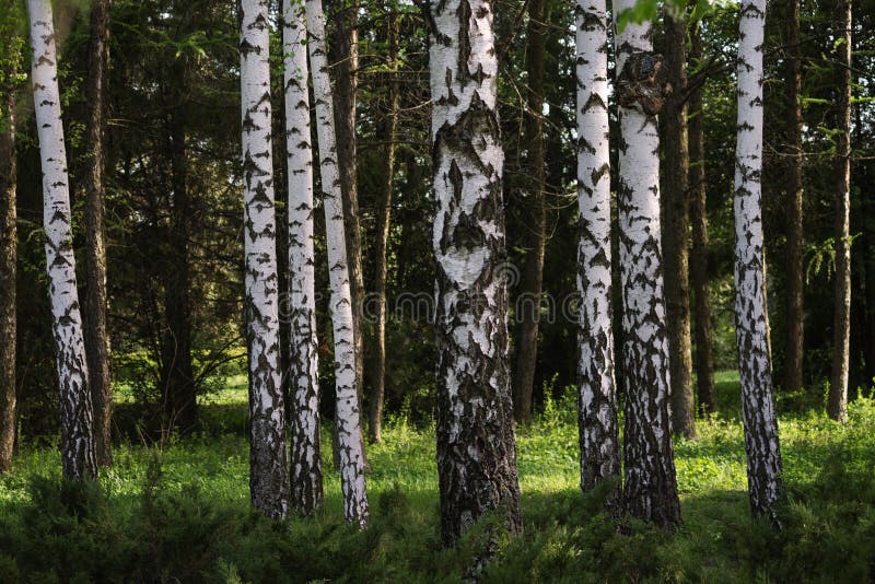 I bei alberi di betulla con la corteccia di betulla bianca nel boschetto della betulla con la betulla verde va fotografia stock I bei alberi di betulla con la corteccia di betulla bianca nel boschetto della betulla con la betulla verde va fotografia stock