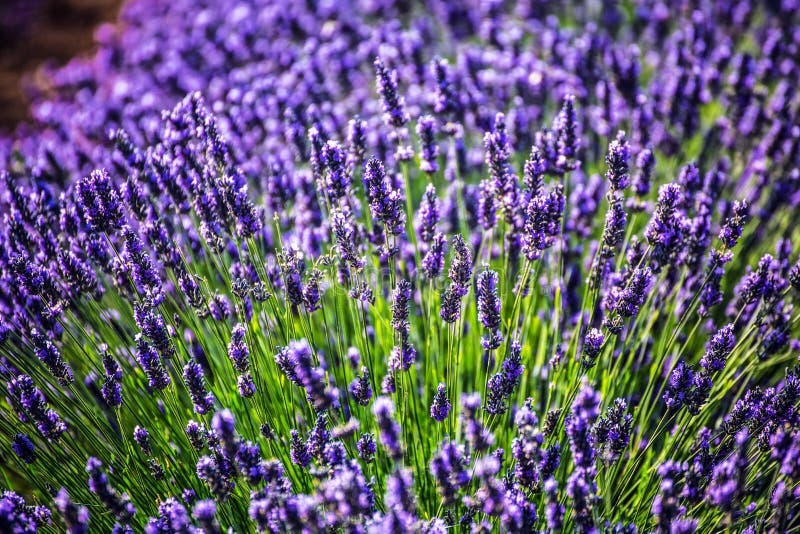 I bei fiori del avender si chiudono su fotografia stock libera da diritti I bei fiori del avender si chiudono su fotografia stock libera da diritti
