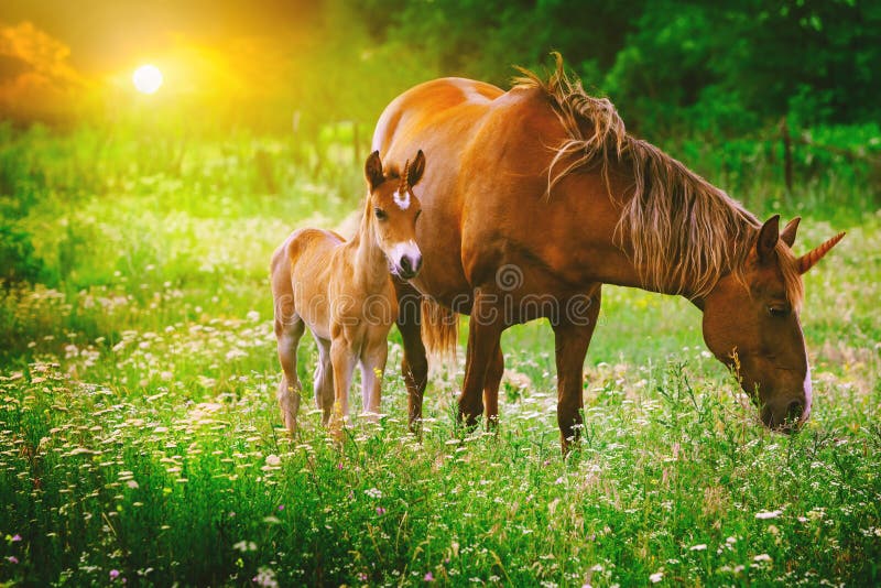 Beautiful unicorns Mare and Foal in the magical forest landscape at sunset, realistic picture. Unicorn mother and unicorn foal run together in a colorful blooming field with spring or summer flowers. Portrait of horse family in unicorn funny picture. Beautiful unicorns Mare and Foal in the magical forest landscape at sunset, realistic picture. Unicorn mother and unicorn foal run together in a colorful blooming field with spring or summer flowers. Portrait of horse family in unicorn funny picture.