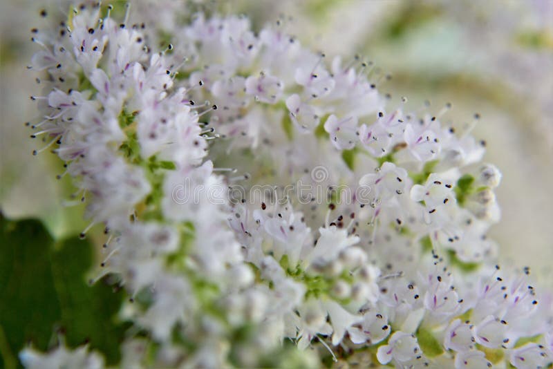 I bellissimi fiori aperti di commiphora myrha fotografie stock libere da diritti