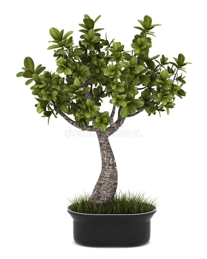 I bonsai piantano in POT isolato su bianco