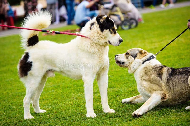 i cani emozionali divertenti stanno giocando su erba verde immagini stock i cani emozionali divertenti stanno giocando su erba verde immagini stock