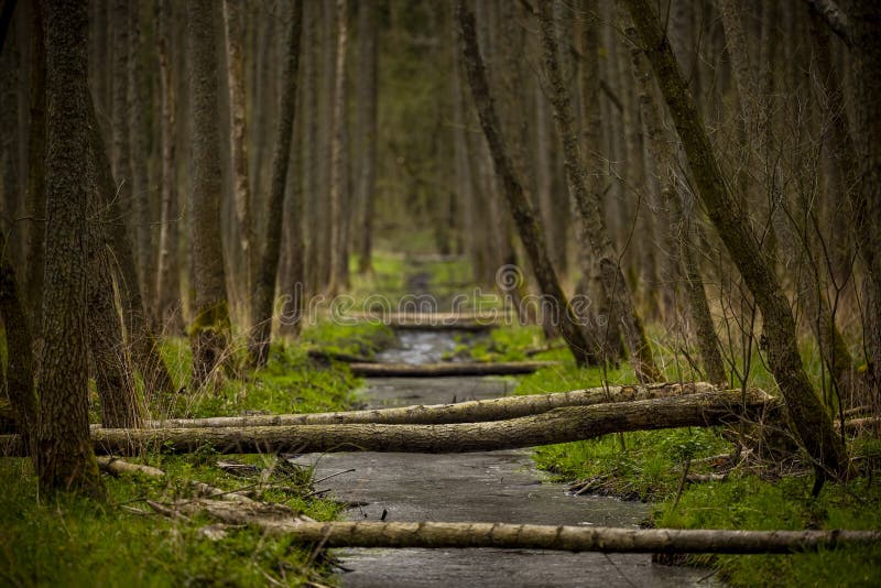 Beaver trail in spring - trees fallen by beavers create bridges over a small stream, green grasses and tree trunks around. Warmia and Mazury, Olsztyn forests, Poland. Beaver trail in spring - trees fallen by beavers create bridges over a small stream, green grasses and tree trunks around. Warmia and Mazury, Olsztyn forests, Poland