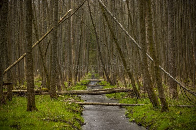 Beaver trail in spring - trees fallen by beavers create bridges over a small stream, green grasses and tree trunks around. Warmia and Mazury, Olsztyn forests, Poland. Beaver trail in spring - trees fallen by beavers create bridges over a small stream, green grasses and tree trunks around. Warmia and Mazury, Olsztyn forests, Poland