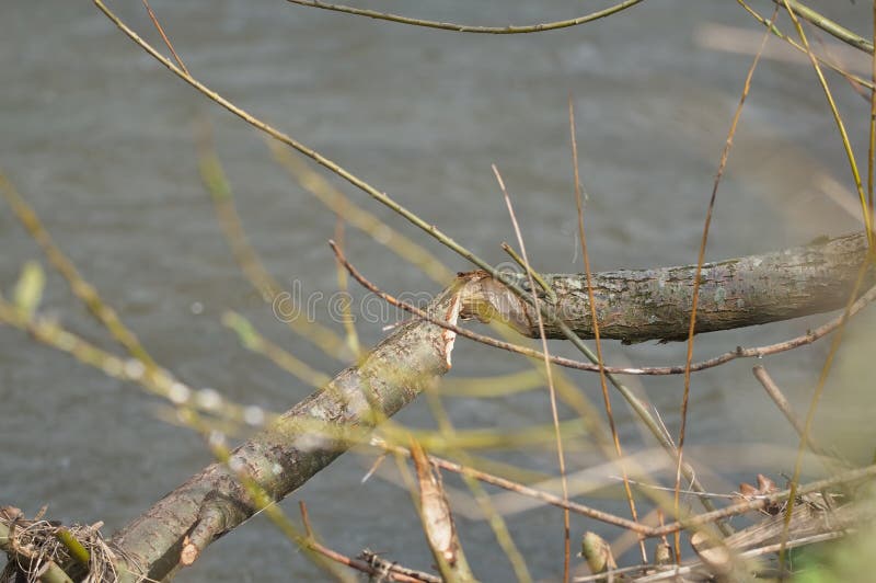 A branch gnawed by Beavers at a riverside. Chewed wood as the branch is almost cut right through. Dam building mammal reintroduced into the uk. A branch gnawed by Beavers at a riverside. Chewed wood as the branch is almost cut right through. Dam building mammal reintroduced into the uk.