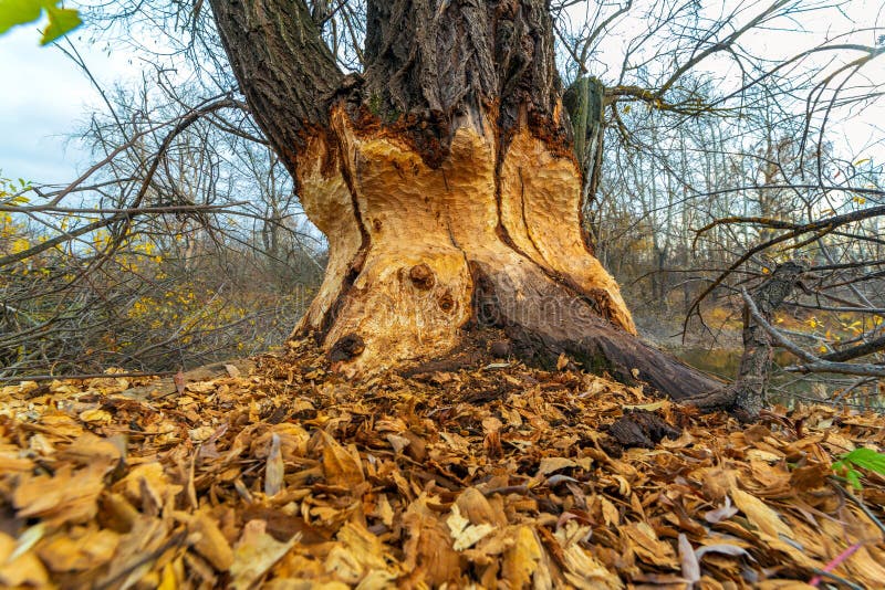 A large tree standing on the banks of the river gnawed by beavers. A large tree standing on the banks of the river gnawed by beavers