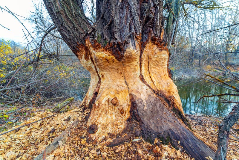 A large tree standing on the banks of the river gnawed by beavers. A large tree standing on the banks of the river gnawed by beavers