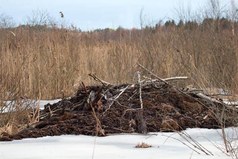 Beavers live under ice in winter, beaver dam. Beavers have built dam, raised water level in river, after ice formation drain off water and under ice formed air space for breathing (white ice on video. Beavers live under ice in winter, beaver dam. Beavers have built dam, raised water level in river, after ice formation drain off water and under ice formed air space for breathing (white ice on video