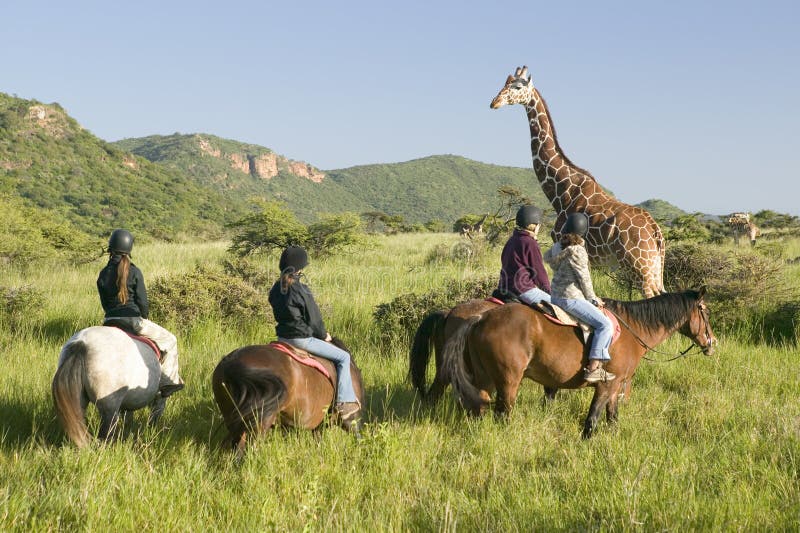 I cavalieri della femmina a cavallo montano i cavalli nella mattina vicino alla giraffa masai alla tutela della fauna selvatica d fotografie stock I cavalieri della femmina a cavallo montano i cavalli nella mattina vicino alla giraffa masai alla tutela della fauna selvatica d fotografie stock