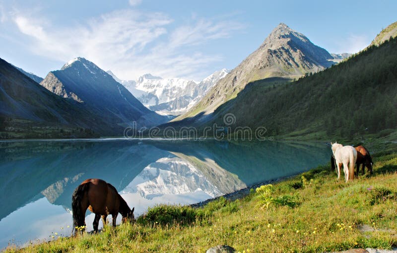 Landscape, wild horses near mountain lake Ak-kem, Altai, Russia, pasture near high mountains. Landscape, wild horses near mountain lake Ak-kem, Altai, Russia, pasture near high mountains