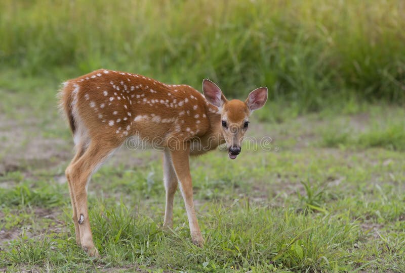 White-tailed deer fawn &#x28;Odocoileus virginianus&#x29; grazing in grassy field in Canada. White-tailed deer fawn &#x28;Odocoileus virginianus&#x29; grazing in grassy field in Canada