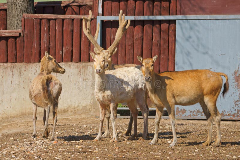 Père David&#x27;s deer &#x28;Elaphurus davidianus&#x29;, also known as the milu or elaphure, is a species of deer that is currently extinct in the wild—all known specimens are found only in captivity. Père David&#x27;s deer &#x28;Elaphurus davidianus&#x29;, also known as the milu or elaphure, is a species of deer that is currently extinct in the wild—all known specimens are found only in captivity.