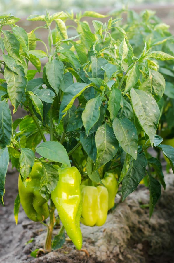 i cespugli di giallo/di peperone verde si sviluppa nel campo file di verdure Agricoltura, agricoltura Paesaggio con terreno agric immagine stock i cespugli di giallo/di peperone verde si sviluppa nel campo file di verdure Agricoltura, agricoltura Paesaggio con terreno agric immagine stock