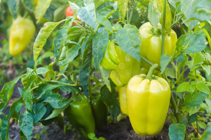 i cespugli di giallo/di peperone verde si sviluppa nel campo file di verdure Agricoltura, agricoltura Paesaggio con terreno agric fotografia stock i cespugli di giallo/di peperone verde si sviluppa nel campo file di verdure Agricoltura, agricoltura Paesaggio con terreno agric fotografia stock
