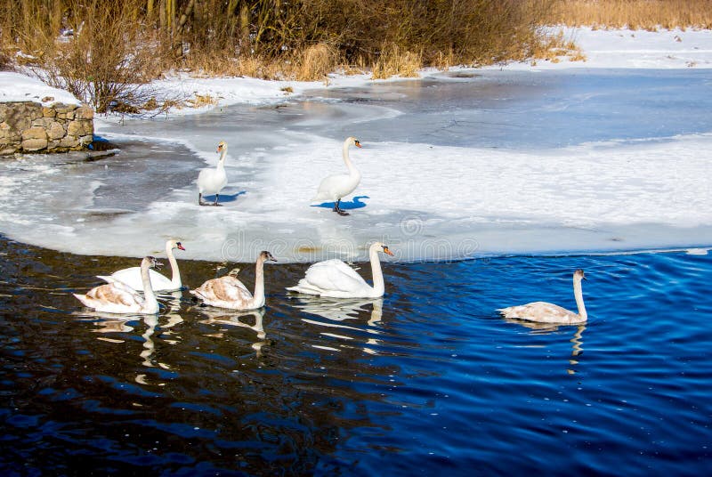 I cigni bianchi galleggiano lungo l'acqua di fiume libera dai ghiacci su un chiaro inverno d immagine stock I cigni bianchi galleggiano lungo l'acqua di fiume libera dai ghiacci su un chiaro inverno d immagine stock