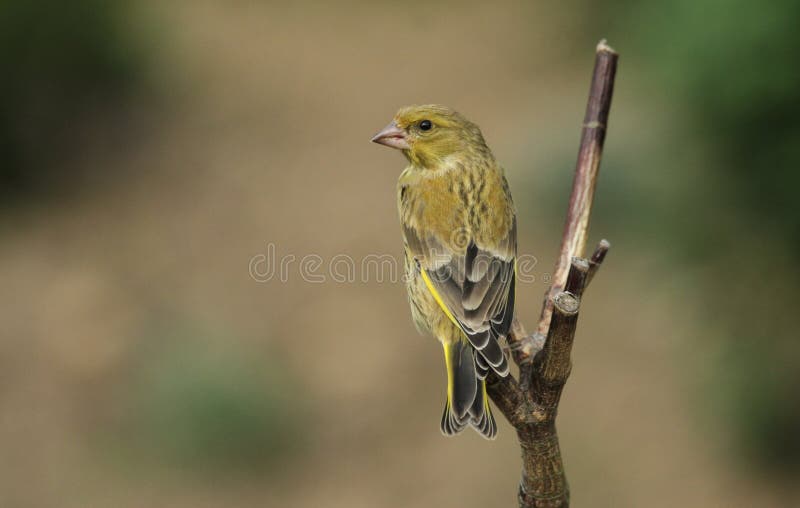 I clori maschii dei giovani di un carduelis di Greenfinch si sono appollaiati su un ramo immagine stock I clori maschii dei giovani di un carduelis di Greenfinch si sono appollaiati su un ramo immagine stock
