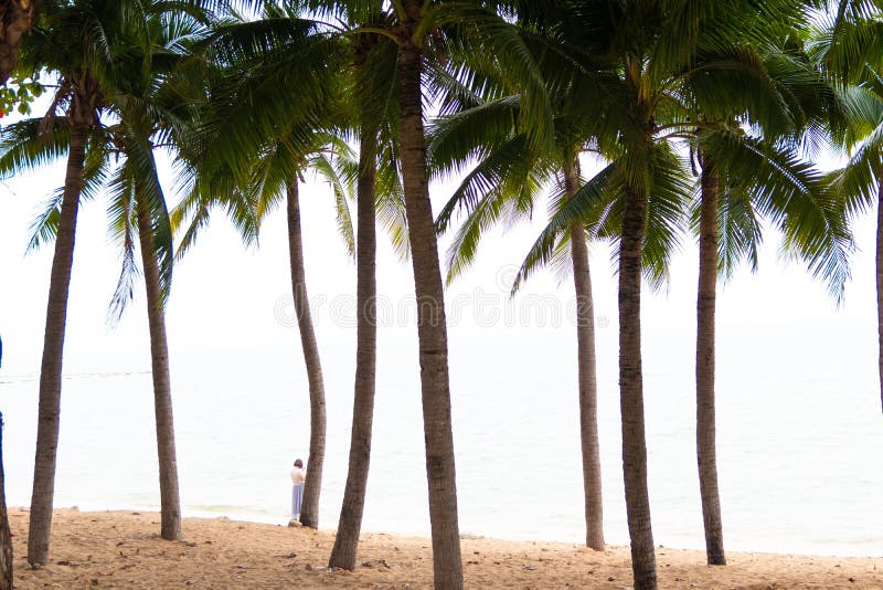 I cocchi ed il vecchio battello da diporto rosso sono sulla spiaggia sabbiosa bianca Pescherecci su una spiaggia con le palme immagini stock I cocchi ed il vecchio battello da diporto rosso sono sulla spiaggia sabbiosa bianca Pescherecci su una spiaggia con le palme immagini stock