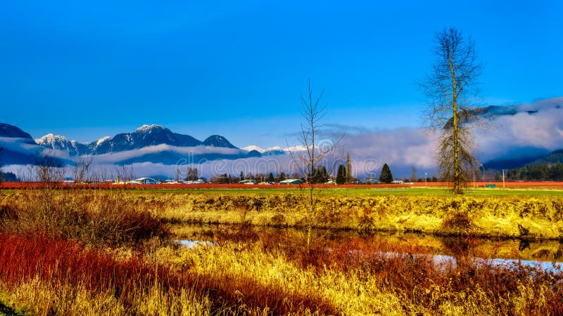 I colori dell'inverno del ` degli agricoltori sistema in Pitt Polder vicino all'acero Ridge in Fraser Valley della Columbia Brita fotografia stock I colori dell'inverno del ` degli agricoltori sistema in Pitt Polder vicino all'acero Ridge in Fraser Valley della Columbia Brita fotografia stock