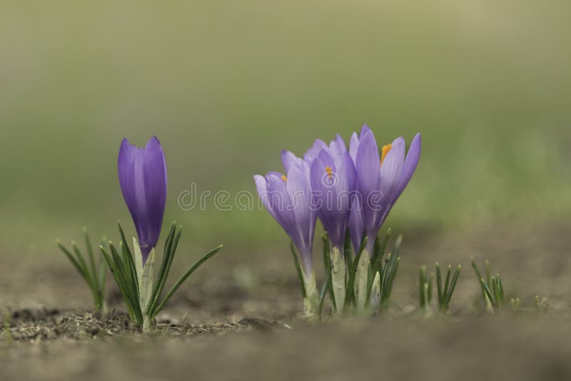 I crocchi viola selvaggi fioriscono nel loro ambiente naturale in montagna. Bulgaria primavera immagine stock