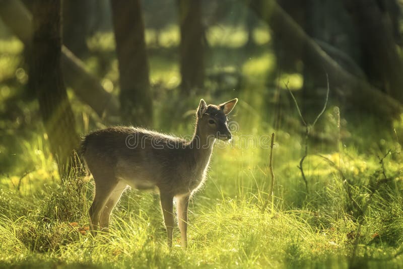 Fallow deer (Dama Dama) fawn in Autumn season. The Autumn fog, nature colors and sun rays are clearly visible on the background. Fallow deer (Dama Dama) fawn in Autumn season. The Autumn fog, nature colors and sun rays are clearly visible on the background.