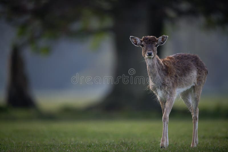 I daini Fawn vicino al grande albero immagini stock