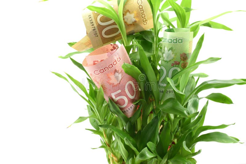 I dollari canadesi in foglie della pianta verde, concetto di ottenere i dividendi o i ritorni dai vostri soldi, lo investono per fotografia stock I dollari canadesi in foglie della pianta verde, concetto di ottenere i dividendi o i ritorni dai vostri soldi, lo investono per fotografia stock