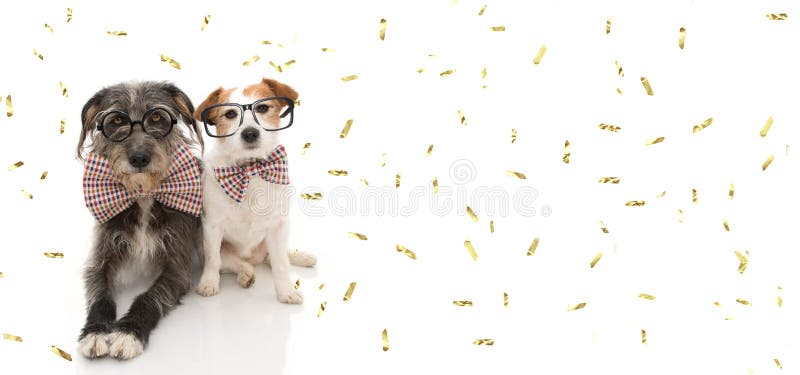 I DUE CANI DIVERTENTI ASPETTANO PER CELEBRANO UN PARTITO DEL NUOVO ANNO O DI COMPLEANNO CHE INDOSSA LA CRAVATTA A FARFALLA D'ANNA immagini stock I DUE CANI DIVERTENTI ASPETTANO PER CELEBRANO UN PARTITO DEL NUOVO ANNO O DI COMPLEANNO CHE INDOSSA LA CRAVATTA A FARFALLA D'ANNA immagini stock