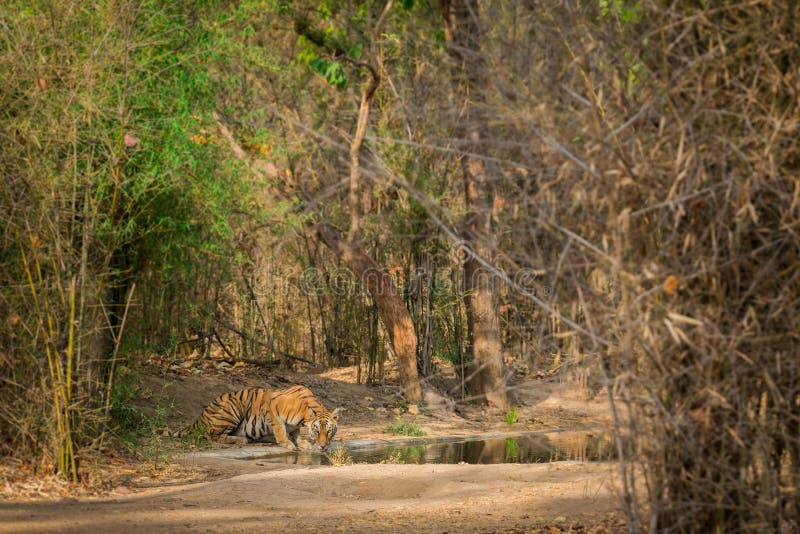 I en bränningsvärme i somrar på bandhavgarhtigerreserven vilade den berömda tigrinnan med hennes gröngölingar nära en tadobawater royaltyfria bilder I en bränningsvärme i somrar på bandhavgarhtigerreserven vilade den berömda tigrinnan med hennes gröngölingar nära en tadobawater royaltyfria bilder