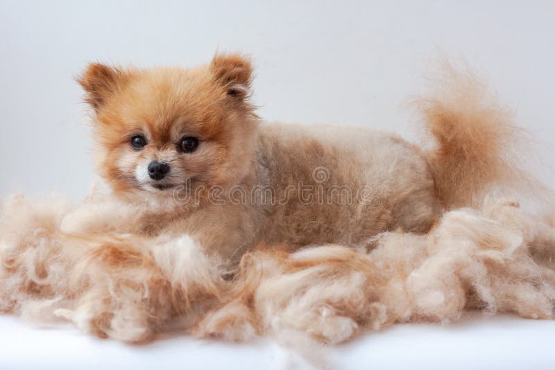 I en hög med klippt ull ligger en liten pommern och höjer öronen upp hunden i gromning arkivbilder