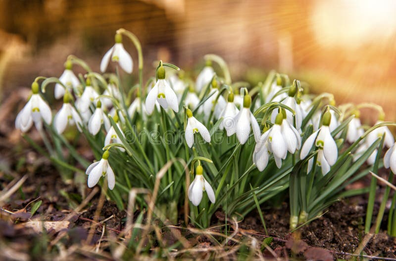I fiori balzano primi bucaneve bianchi nella neve caduta riscaldata dai raggi del sole immagini stock I fiori balzano primi bucaneve bianchi nella neve caduta riscaldata dai raggi del sole immagini stock