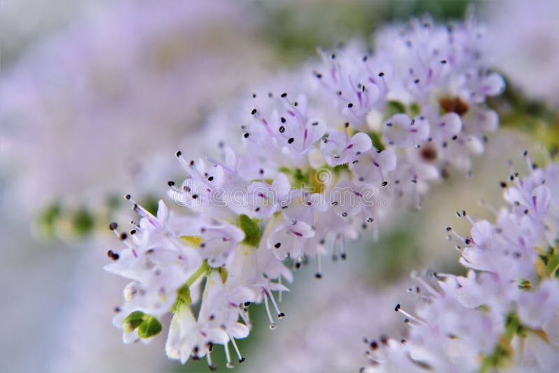 I fiori bianchi con le antere lilache di commiphora myrha immagini stock libere da diritti