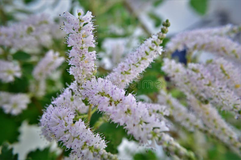 I fiori bianchi della bella commiphora myrrha immagini stock libere da diritti