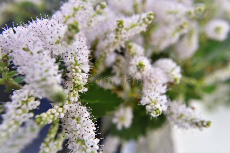 I fiori bianchi fiorenti di commiphora myrha nel cortile fotografia stock