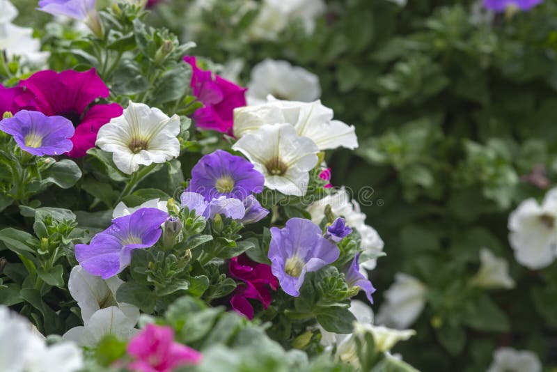 I fiori della petunia dentellano la porpora bianca immagini stock libere da diritti I fiori della petunia dentellano la porpora bianca immagini stock libere da diritti
