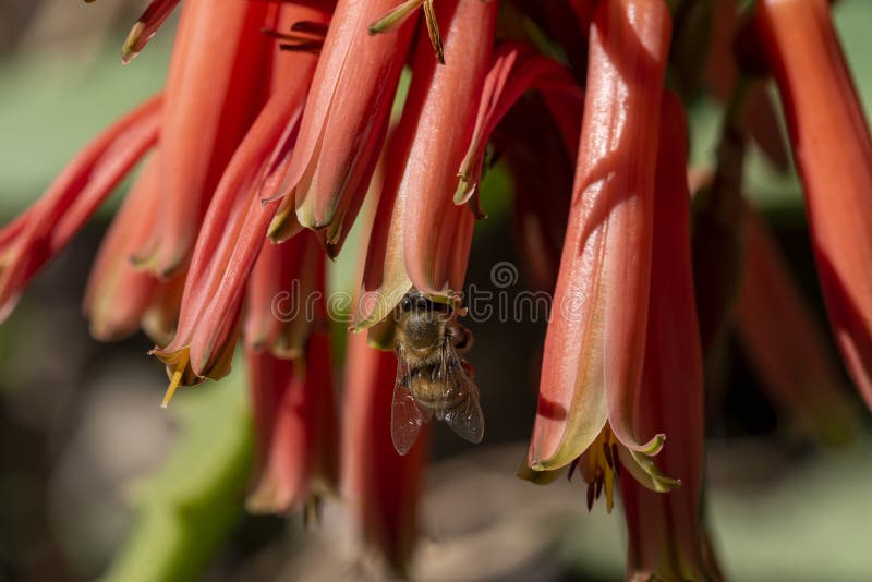 The flowers of aloe are blooming. and worker bees find nectar for food and help the aloe vera pollinate. blooming aloe vera and bee. The flowers of aloe are blooming. and worker bees find nectar for food and help the aloe vera pollinate. blooming aloe vera and bee