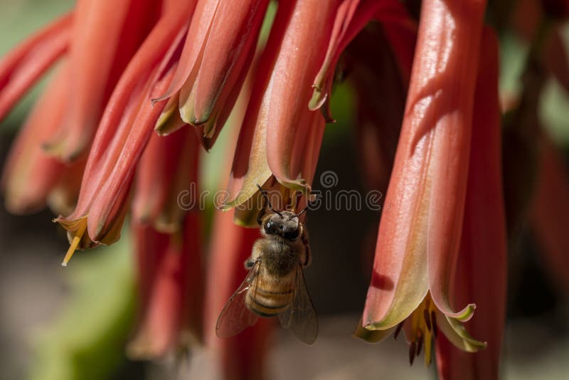 The flowers of aloe are blooming. and worker bees find nectar for food and help the aloe vera pollinate. blooming aloe vera and bee. The flowers of aloe are blooming. and worker bees find nectar for food and help the aloe vera pollinate. blooming aloe vera and bee