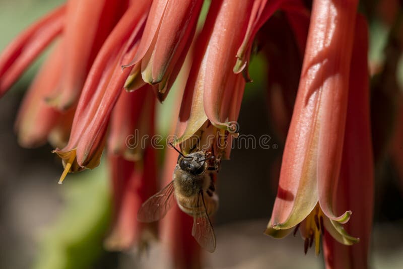 The flowers of aloe are blooming. and worker bees find nectar for food and help the aloe vera pollinate. blooming aloe vera and bee. The flowers of aloe are blooming. and worker bees find nectar for food and help the aloe vera pollinate. blooming aloe vera and bee