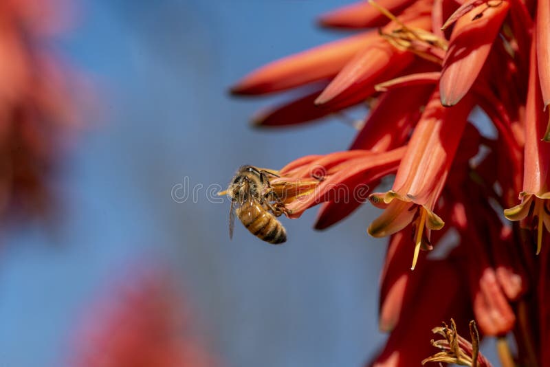 The flowers of aloe are blooming. and worker bees find nectar for food and help the aloe vera pollinate. blooming aloe vera and bee. The flowers of aloe are blooming. and worker bees find nectar for food and help the aloe vera pollinate. blooming aloe vera and bee