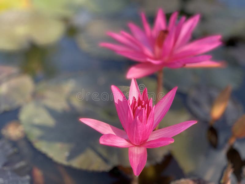 I fiori di loto rosa sono usati per offrire i monaci O usato per decorare in un vaso fotografie stock I fiori di loto rosa sono usati per offrire i monaci O usato per decorare in un vaso fotografie stock