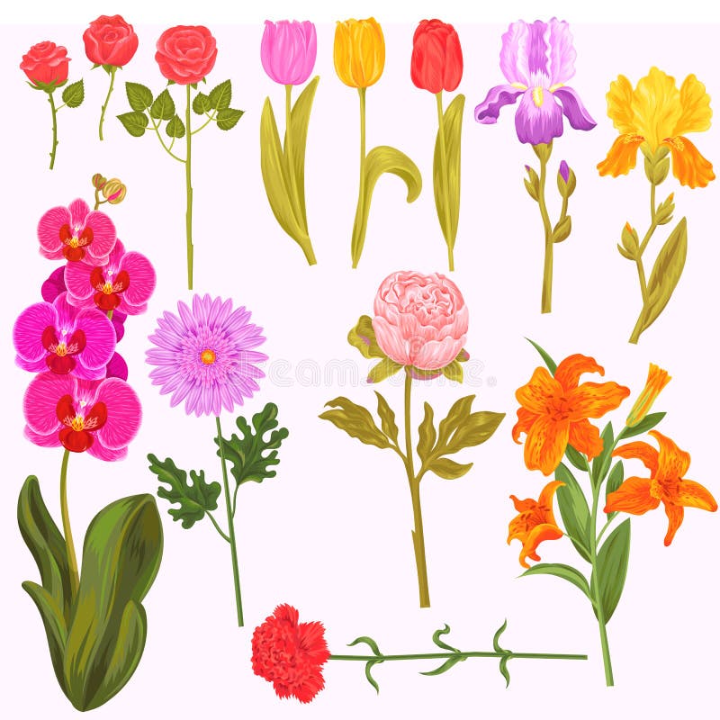 I fiori e l'acquerello floreale di vettore hanno fiorito l'invito della cartolina d'auguri per l'iride o l'orchidea di fioritura illustrazione di stock I fiori e l'acquerello floreale di vettore hanno fiorito l'invito della cartolina d'auguri per l'iride o l'orchidea di fioritura illustrazione di stock
